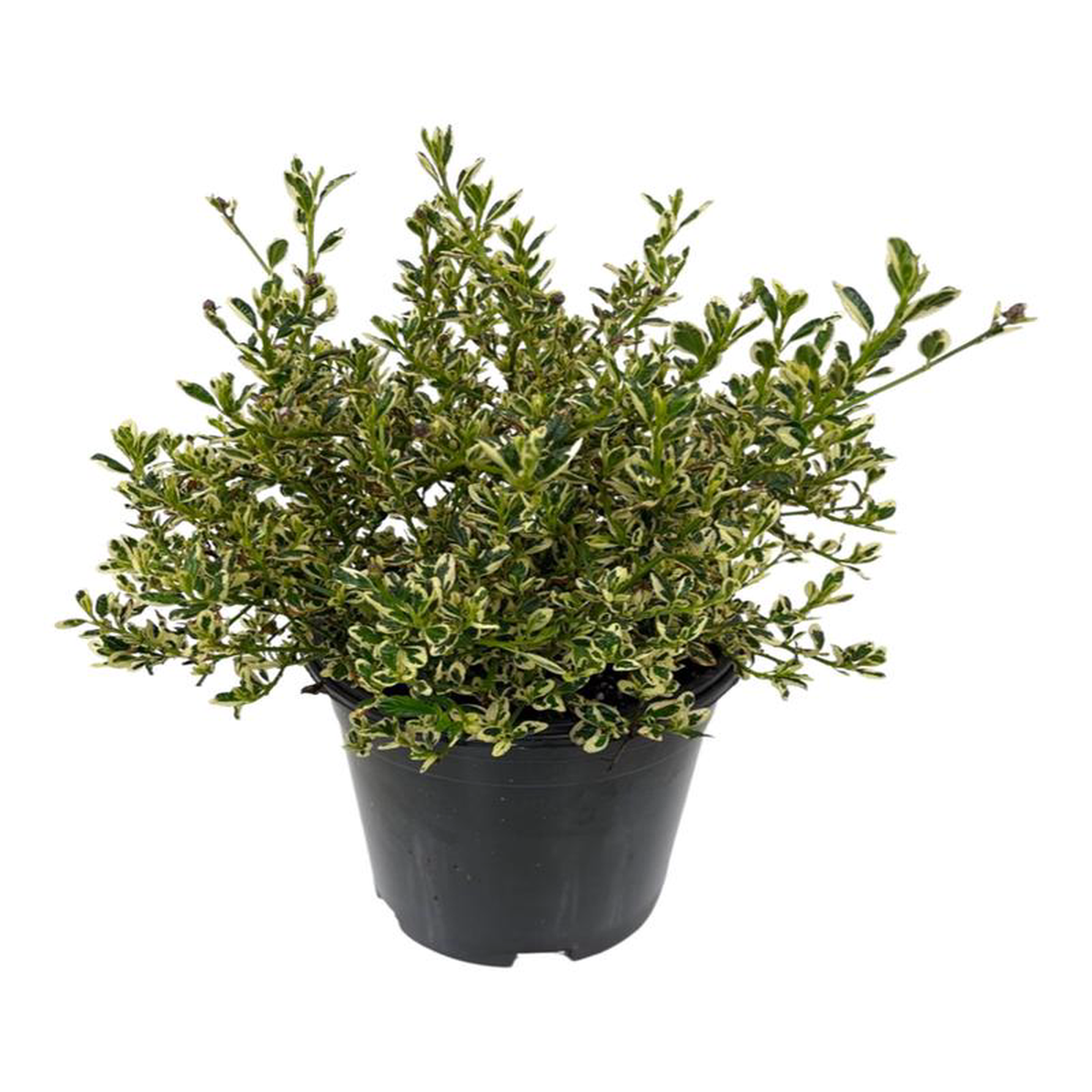 Ceanothus 8216Cool Blue8217 1 Gallon