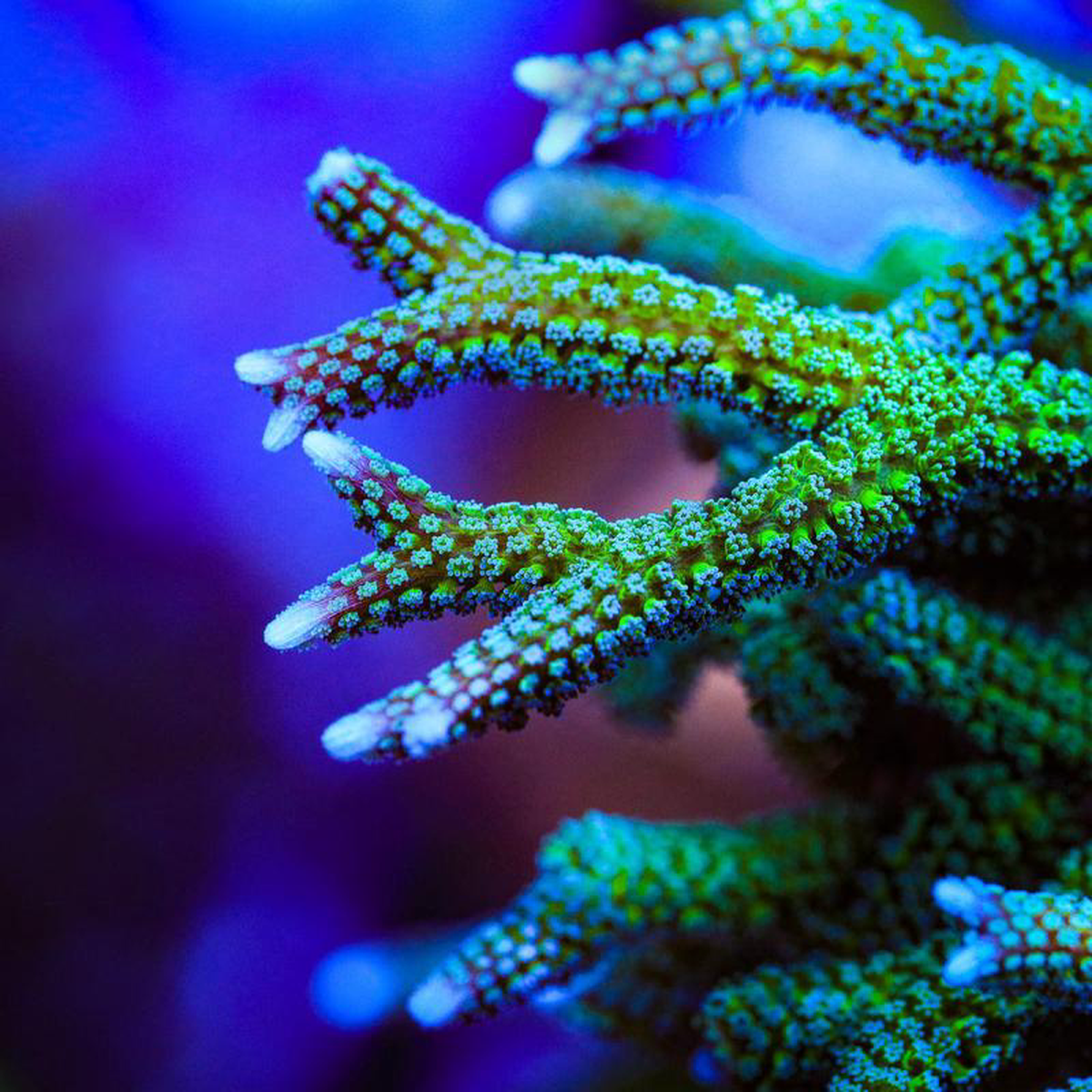 TSA Teal Birdsnest Coral