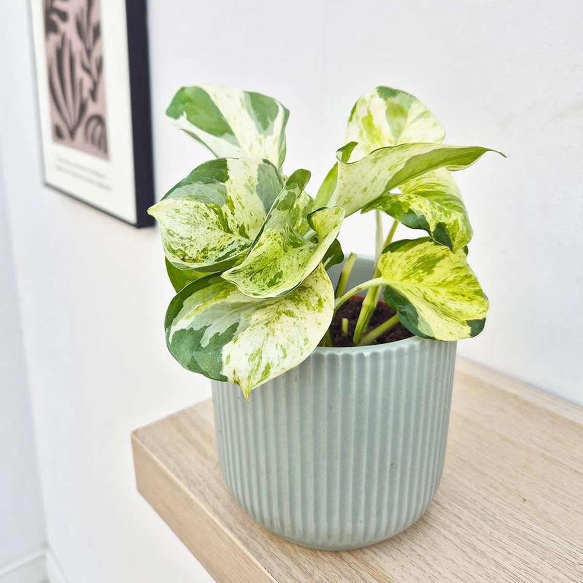 15 8211 25cm Epipremnum Manjula Pothos 12cm Pot House Plant