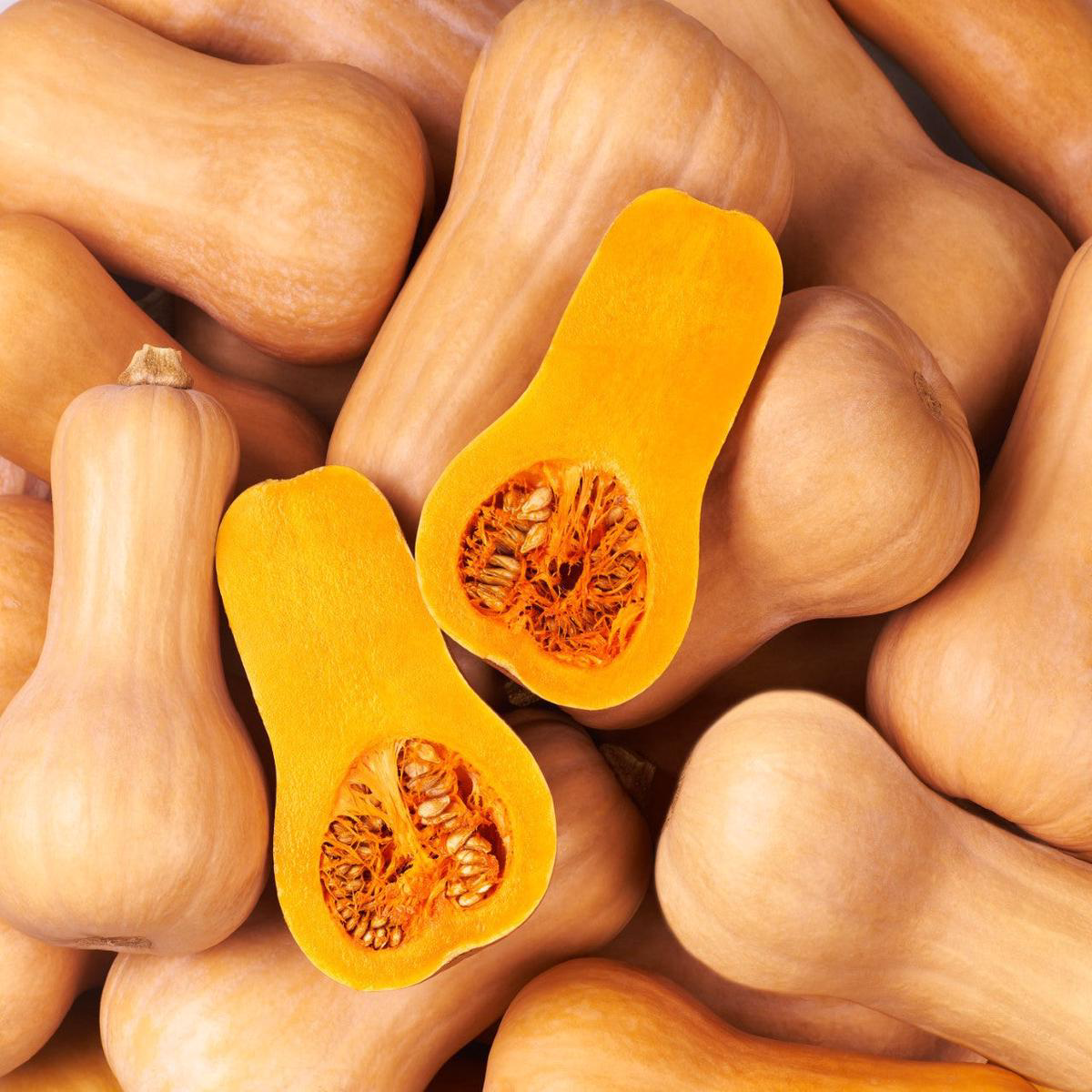 Burpees Butterbush Butternut Squash (Cucurbita moschata)