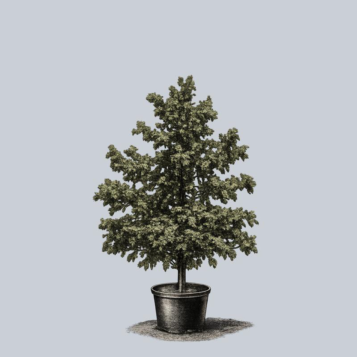 Swamp White Oak 15 Gallon