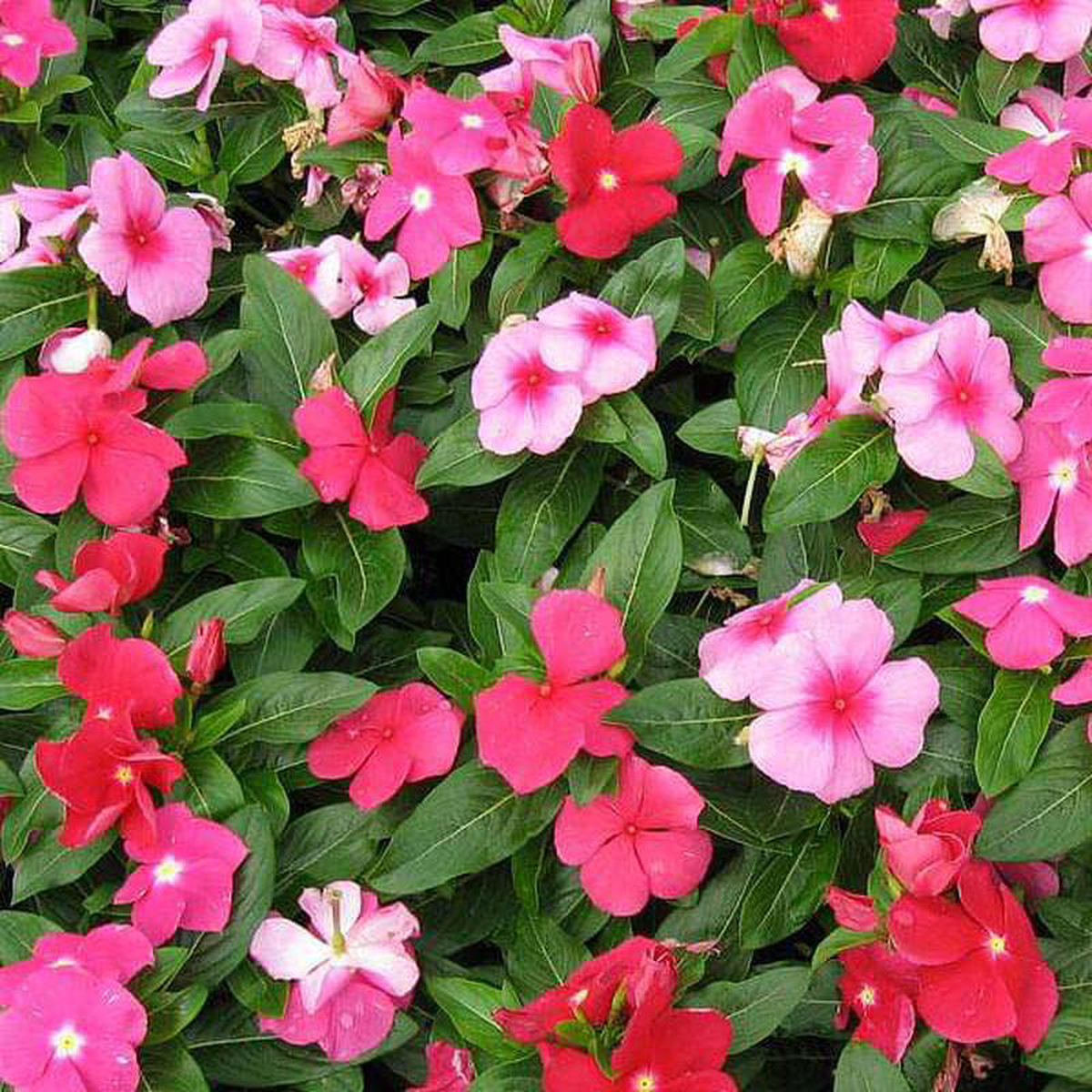 Vinca Mixed Color Periwinkle Mixed Color 8211 Desi Flower Seeds