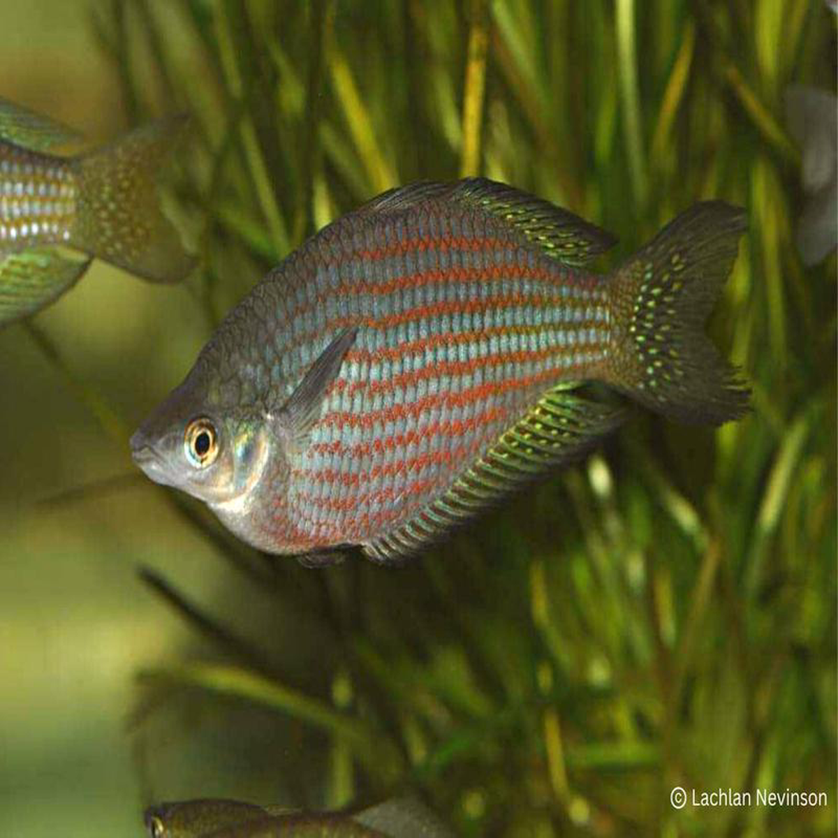 Red Striped Rainbowfish 8211 M s rubrostriata