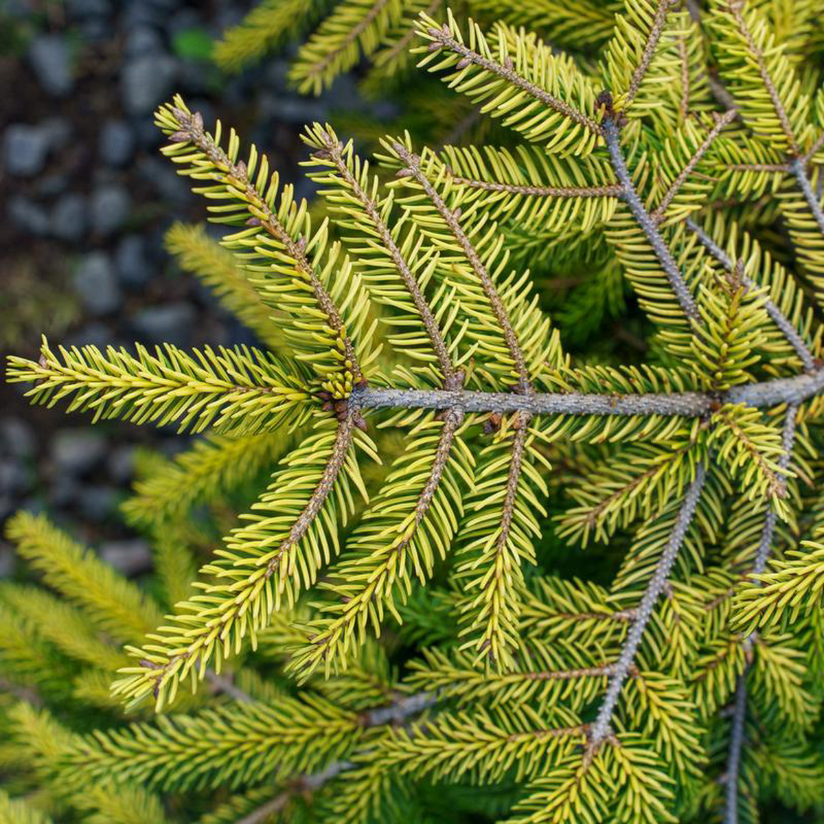 Skylands Oriental Spruce 12 to 14 foot B038B