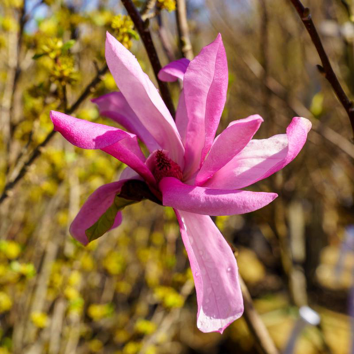 Galaxy Magnolia 35 inch B038B