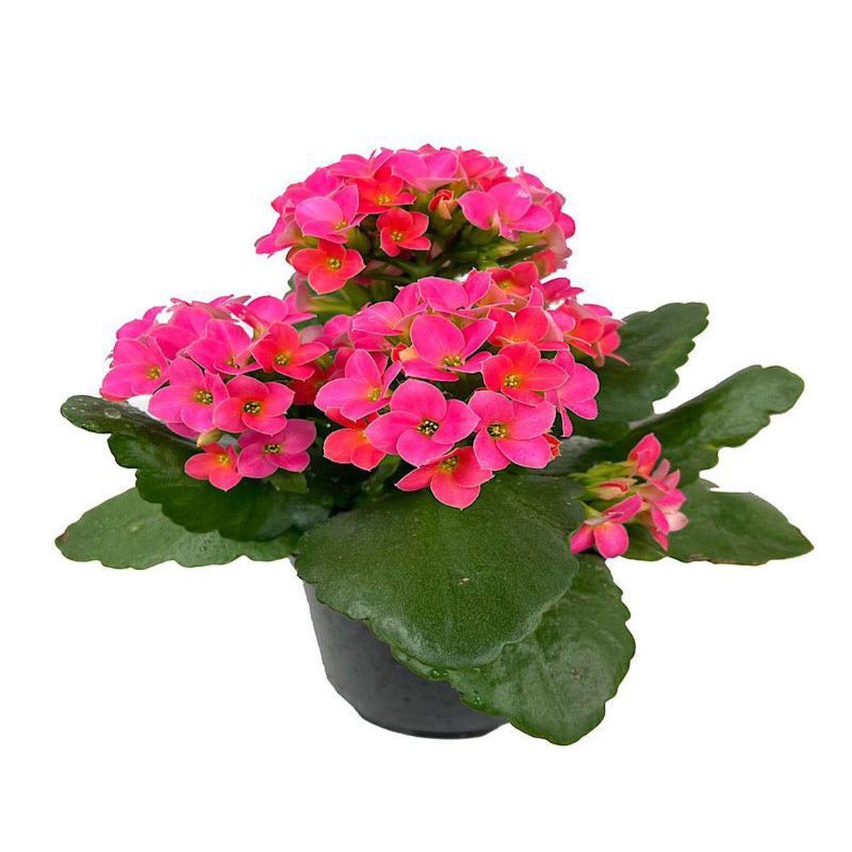 Kalanchoe Orange 4 Inch