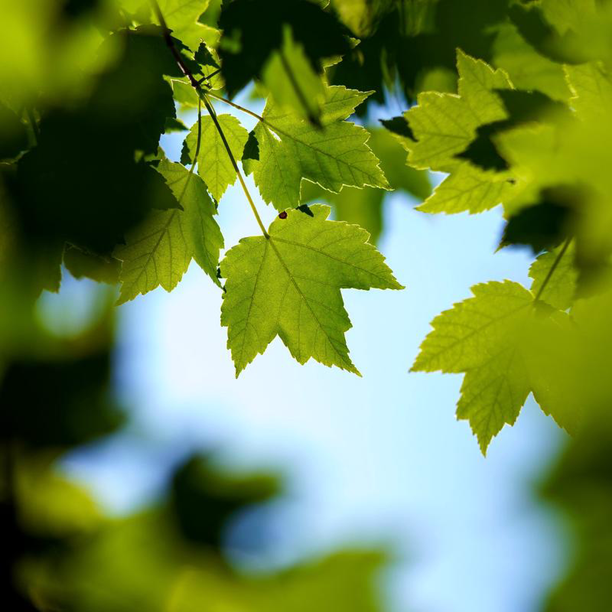 October Glory Red Maple 45 inch B038B