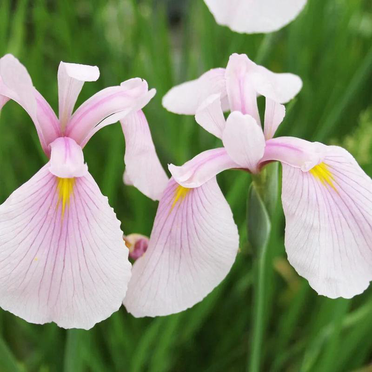 Iris Ensata Rose Queen Aquatic Pond Plant 8211 Japanese Iris 1ltr Pot Size