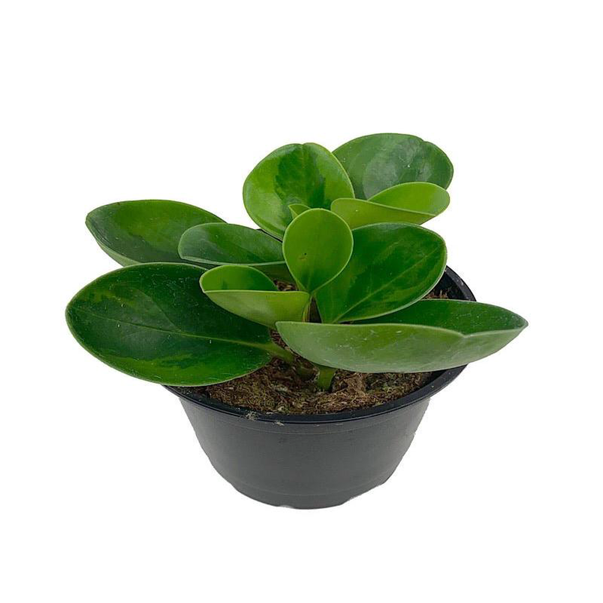 Peperomia obtusifolia Lemon Lime 6 Inch