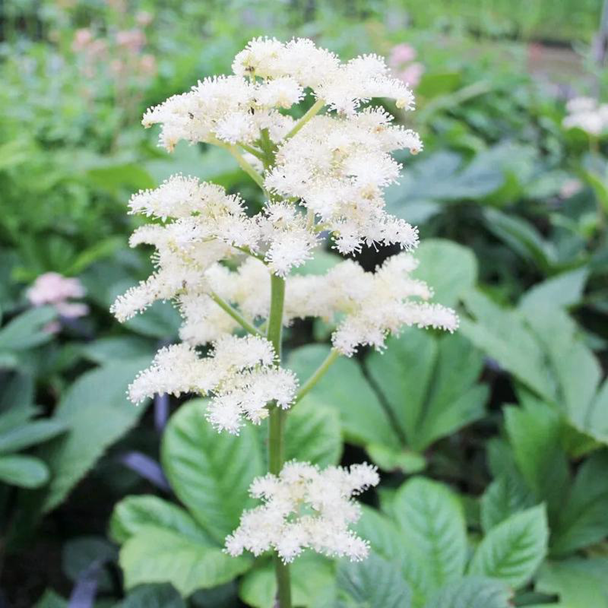 Rodgersia Pinnata Aquatic Pond Plant 8211 Superba 3ltr Pot Size