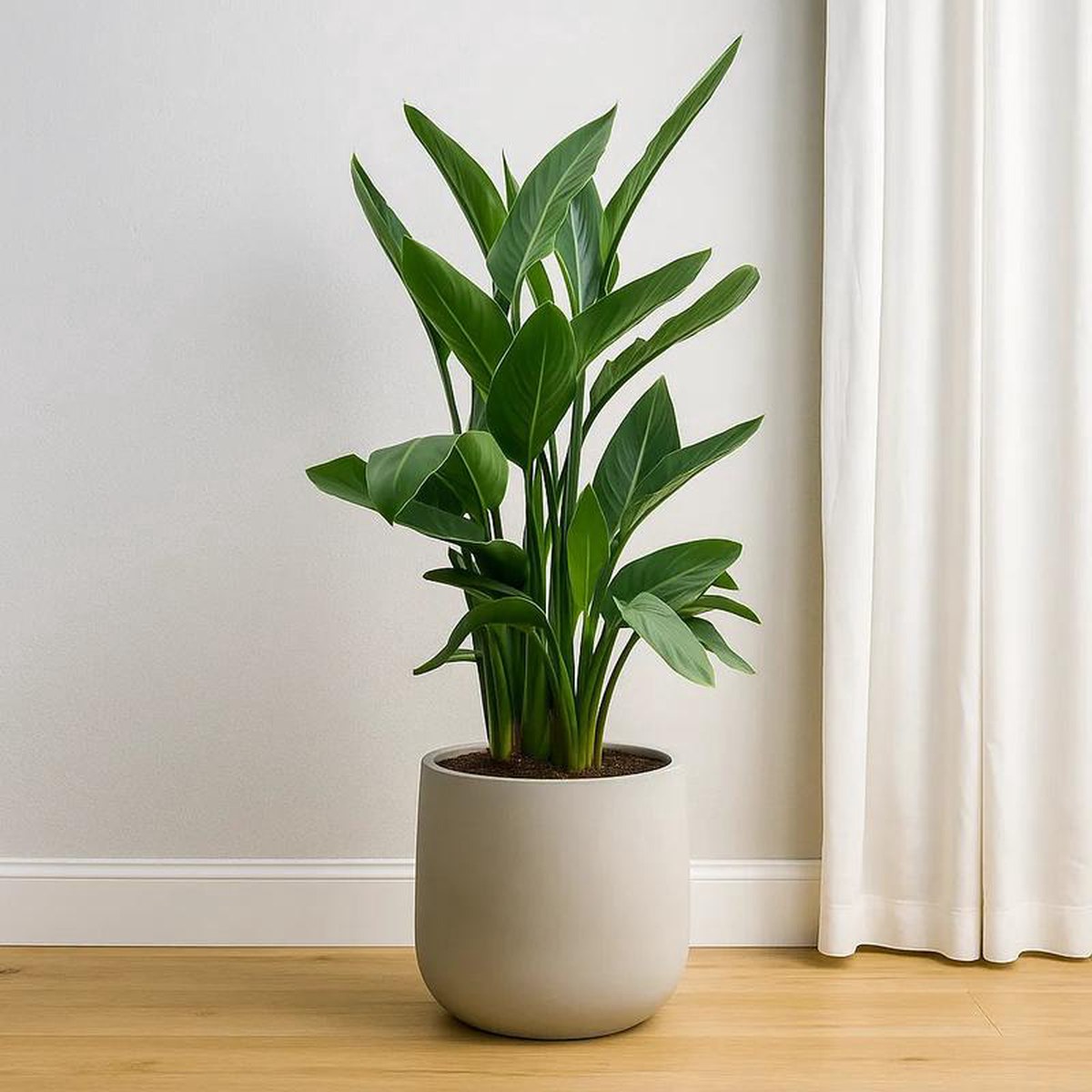 Strelitzia Reginae Bird of Paradise House Plant 40 8211 50cm Pot 12cm