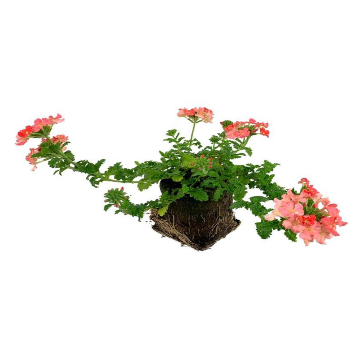 Verbena 8216Lanai Peach8217 4 Inch