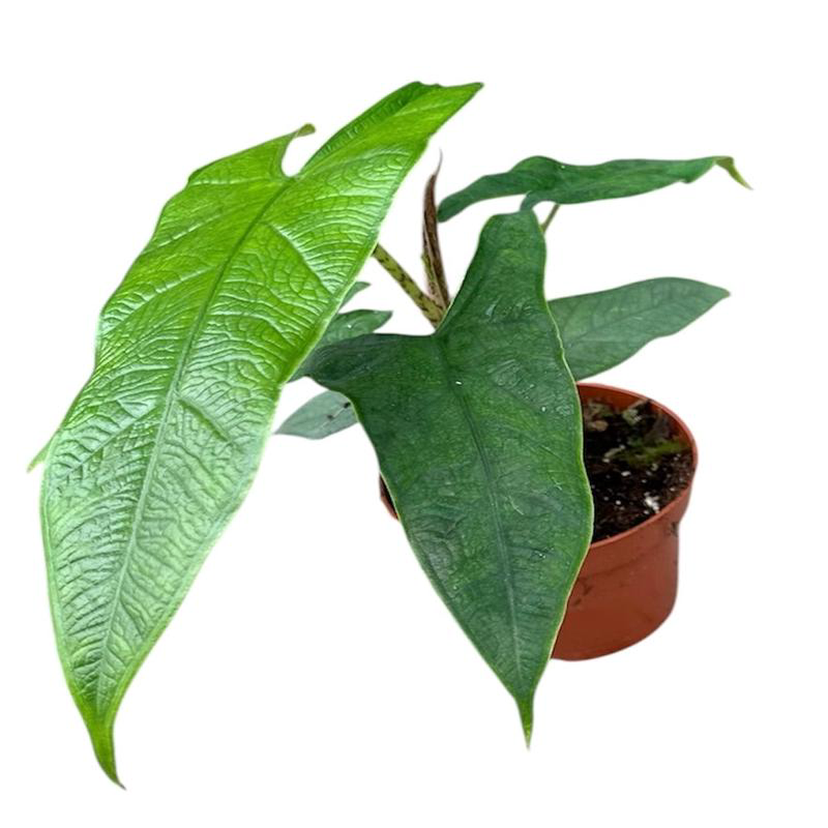 Alocasia Sulawesi Green Carpet 105cm Pot 15cm Height House Plant