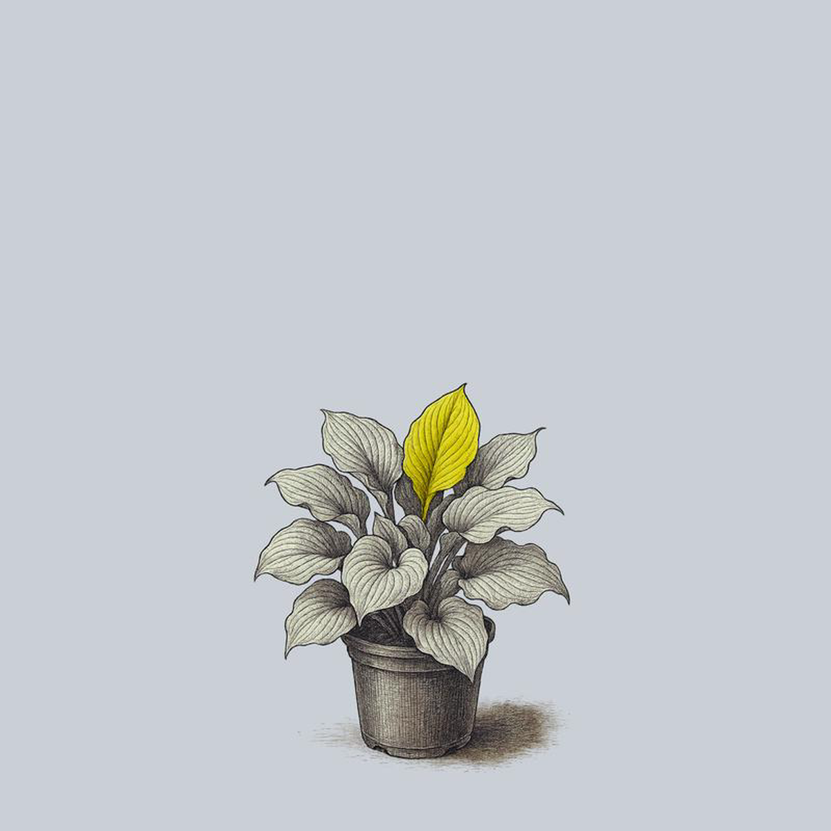 Dancing Queen Hosta 1 Gallon