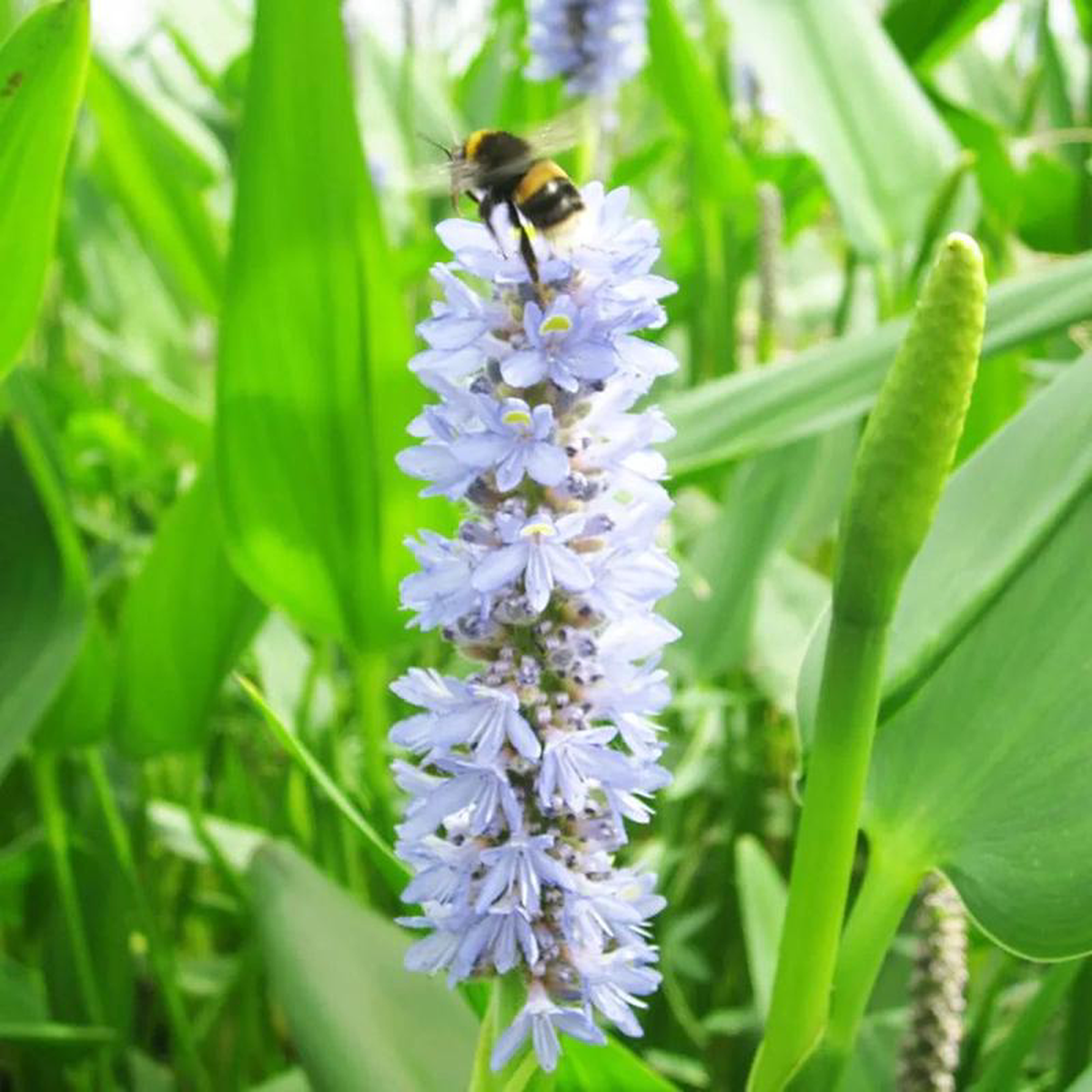 Pontederia Cordata Lanceolata Aquatic Pond Plant 8211 Giant Pickerel Weed 1ltr (3 Pack)