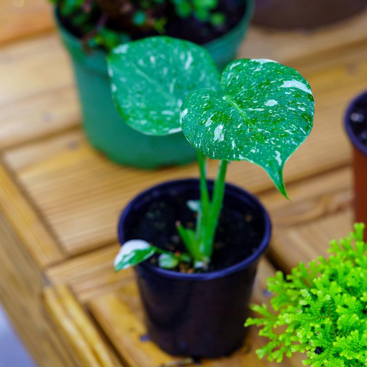 Thai Constellation Monstera 4 inch Pot