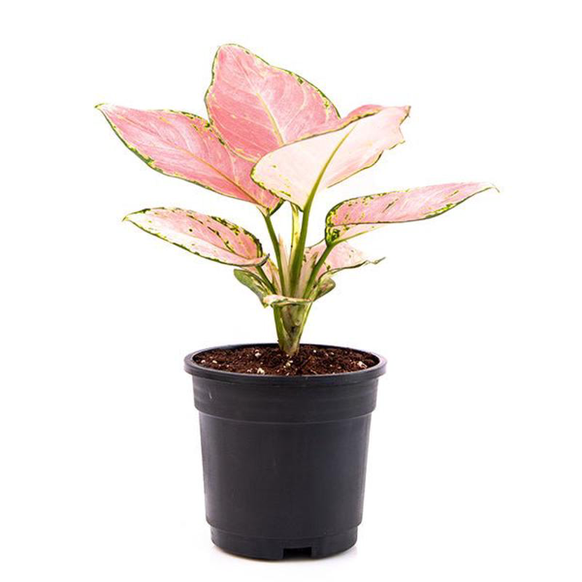 Aglaonema dud anyamanee Aglaonema anyamanee (Green Pink) 8211 Plant