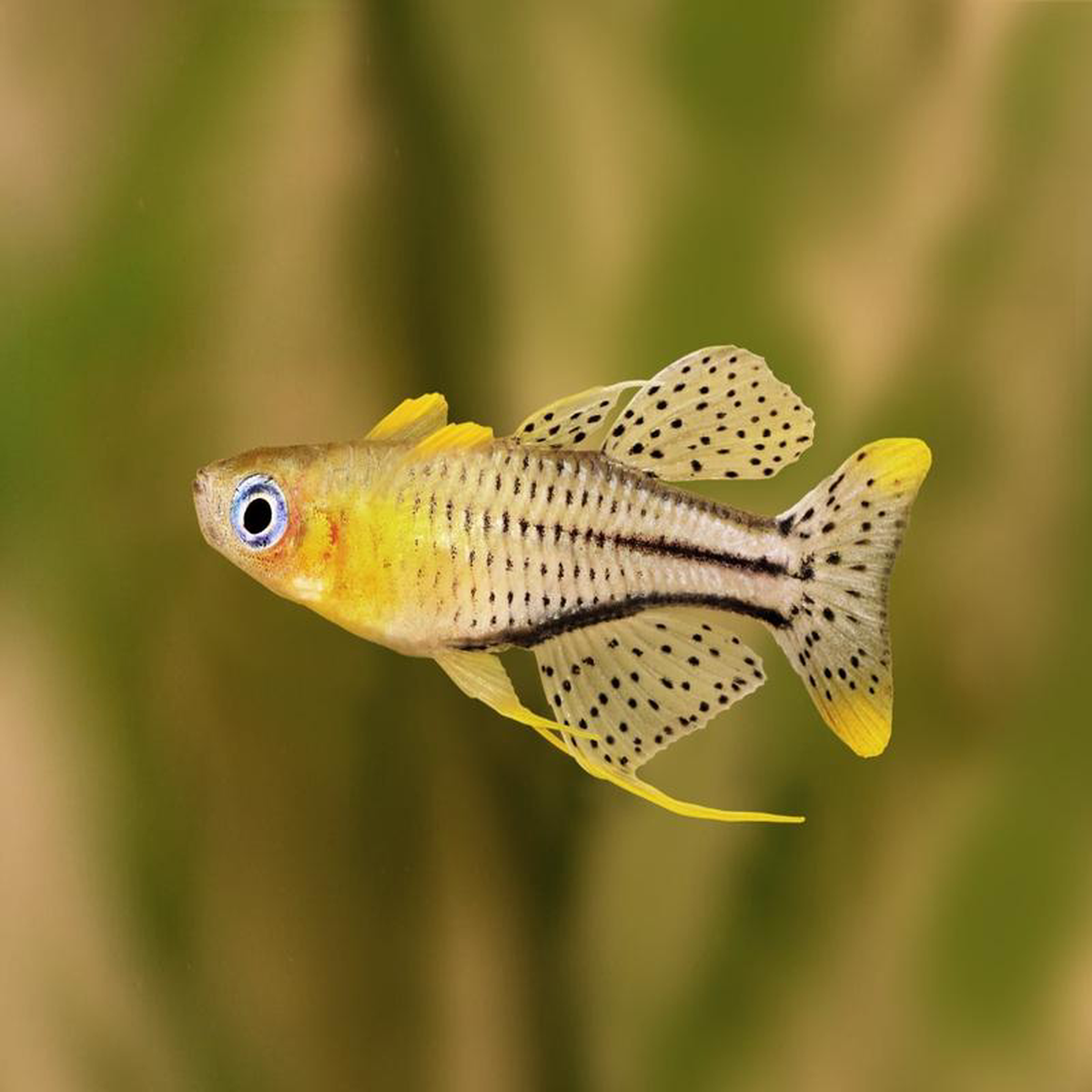 Blue Eye 8211 Spotted