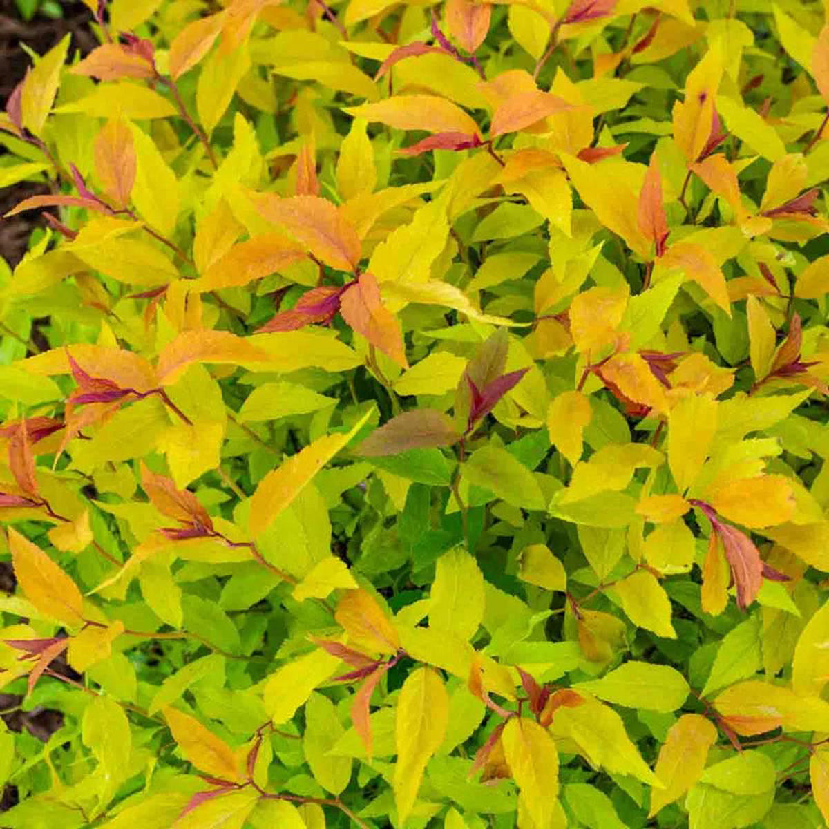 Goldmound Spirea