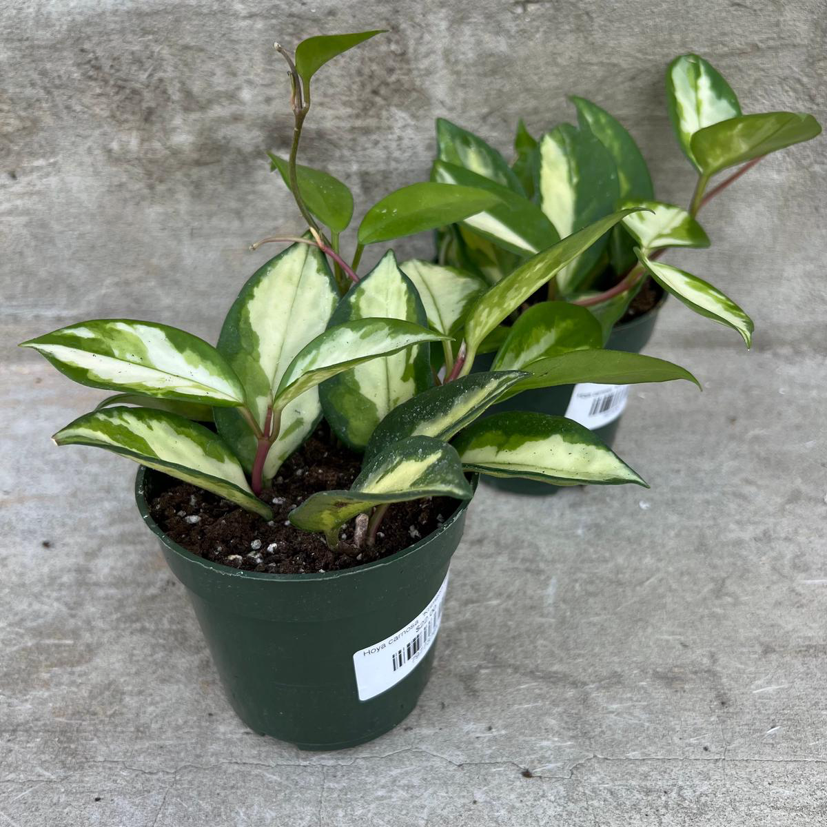 Hoya carnosa 8217Krimson Princess8217