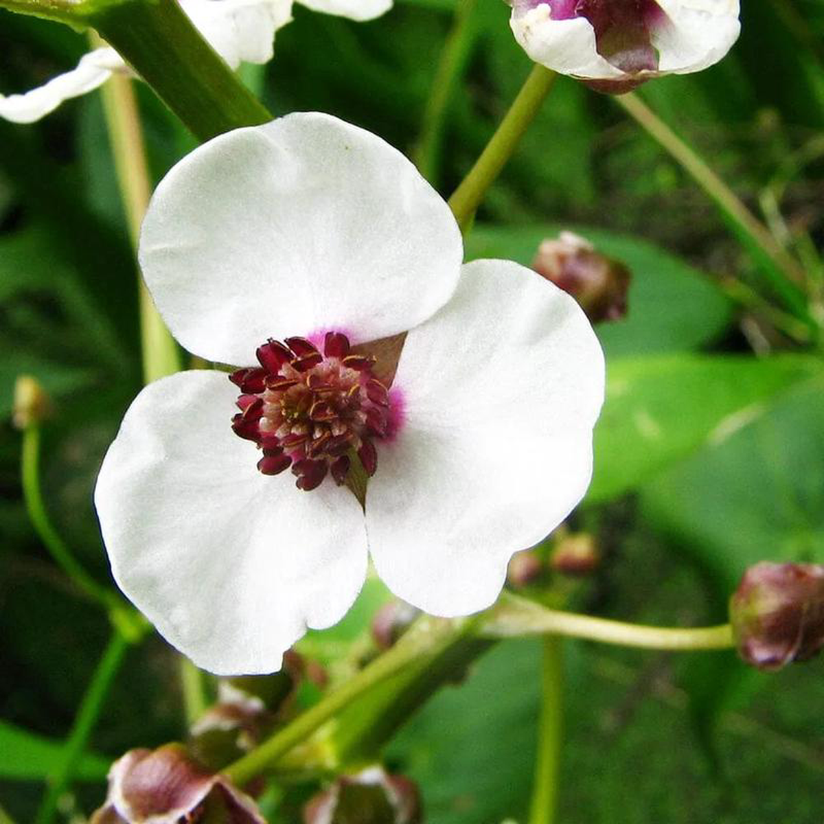 Sagittaria Sagittifolia Aquatic Pond Plant 8211 Duck Potato 5ltr Pot Size
