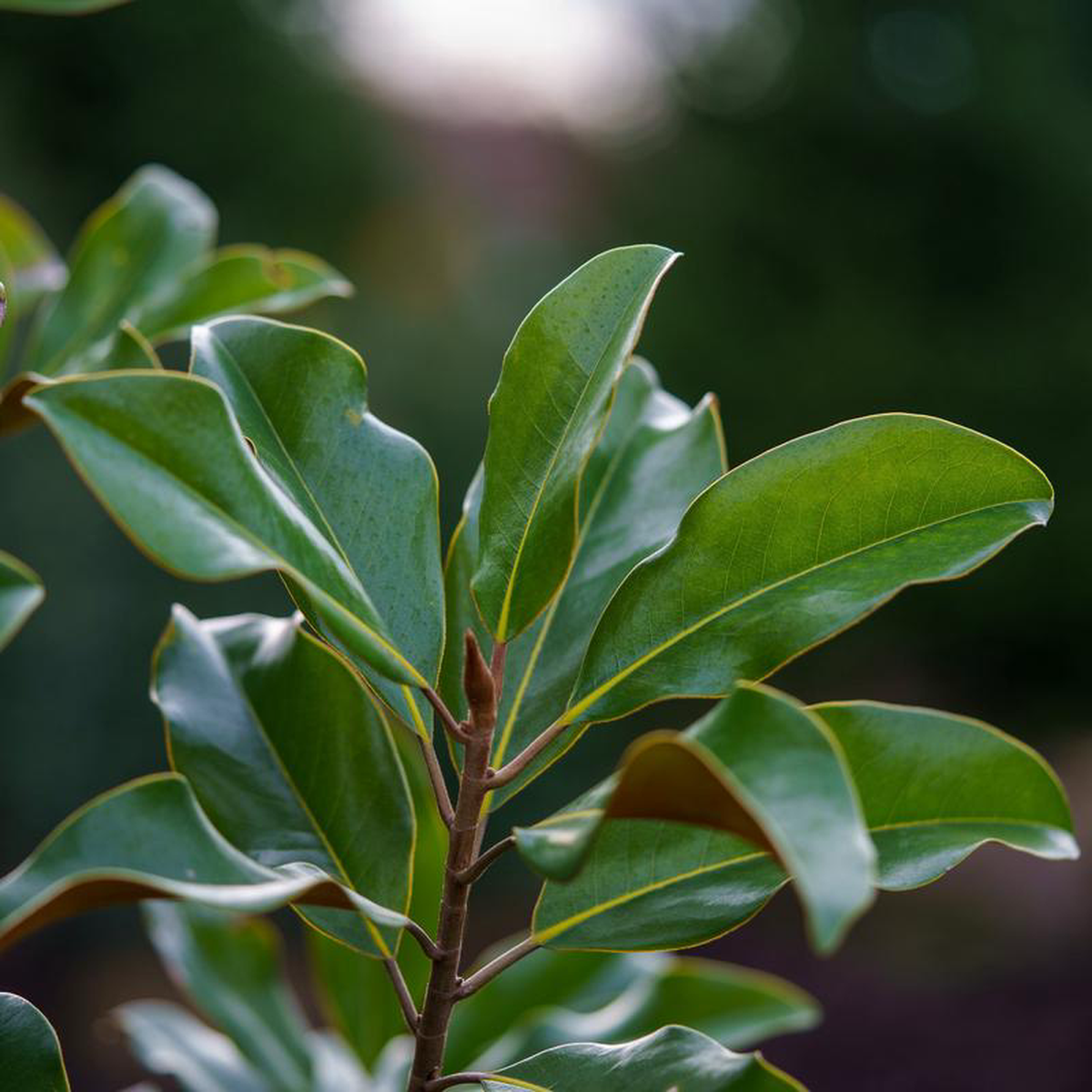 Bracken8217s Brown Beauty Southern Magnolia 30 Gallon