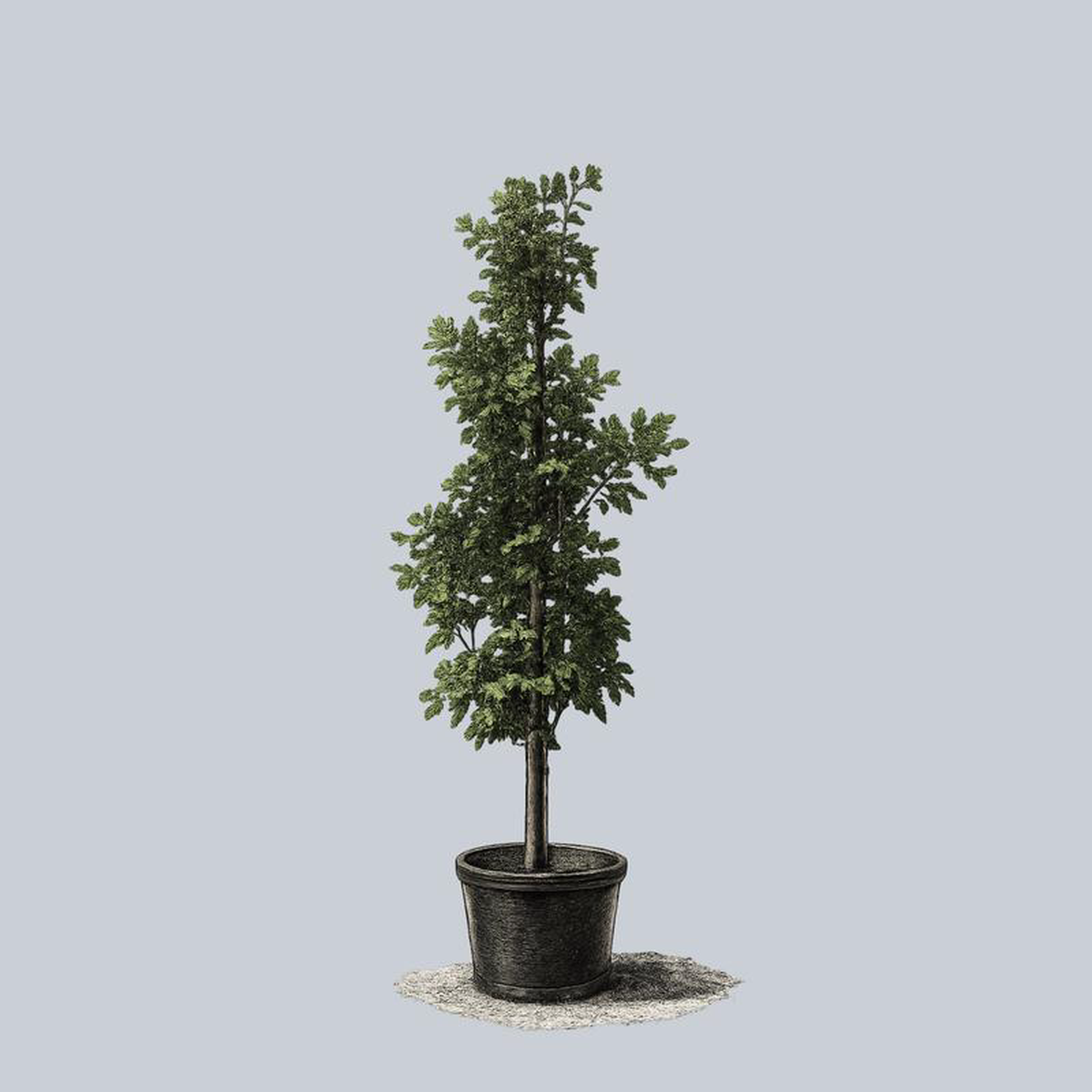 Bur Oak 2 inch B038B