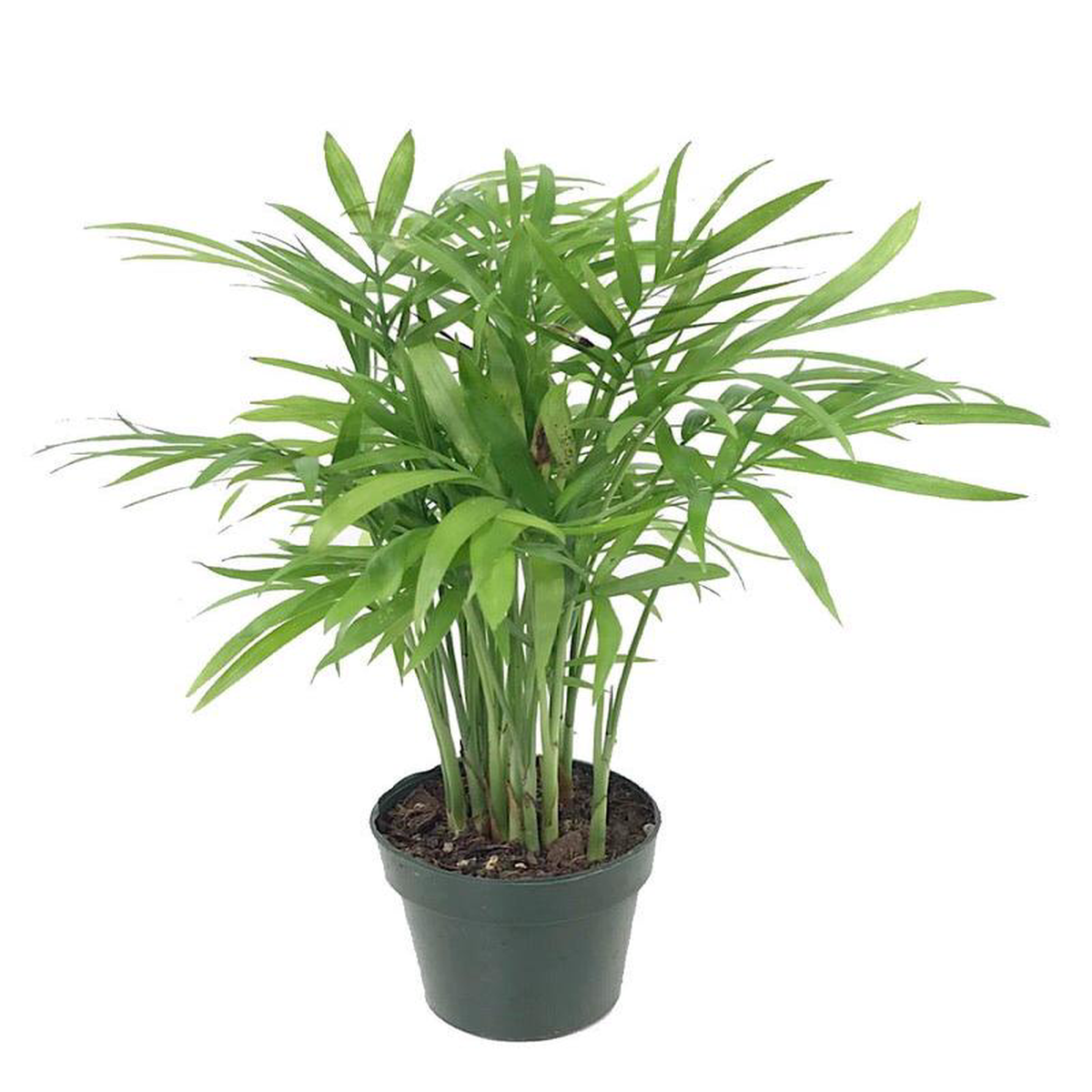 Chamaedorea elegans 2 Inch