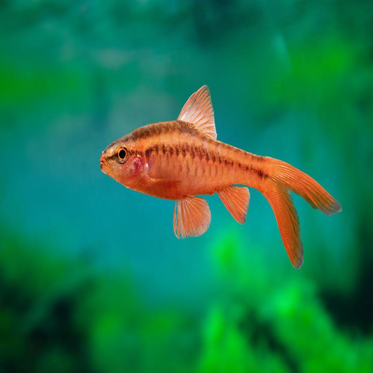 Cherry Barb 8211 Longfin