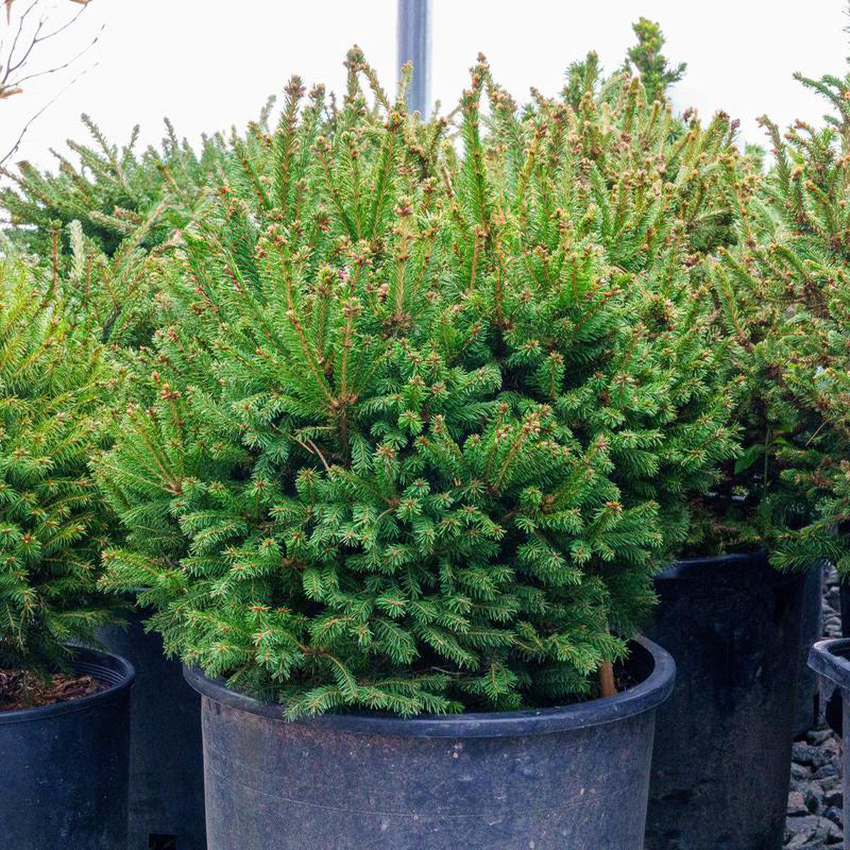 Mucronata Norway Spruce 45 Gallon