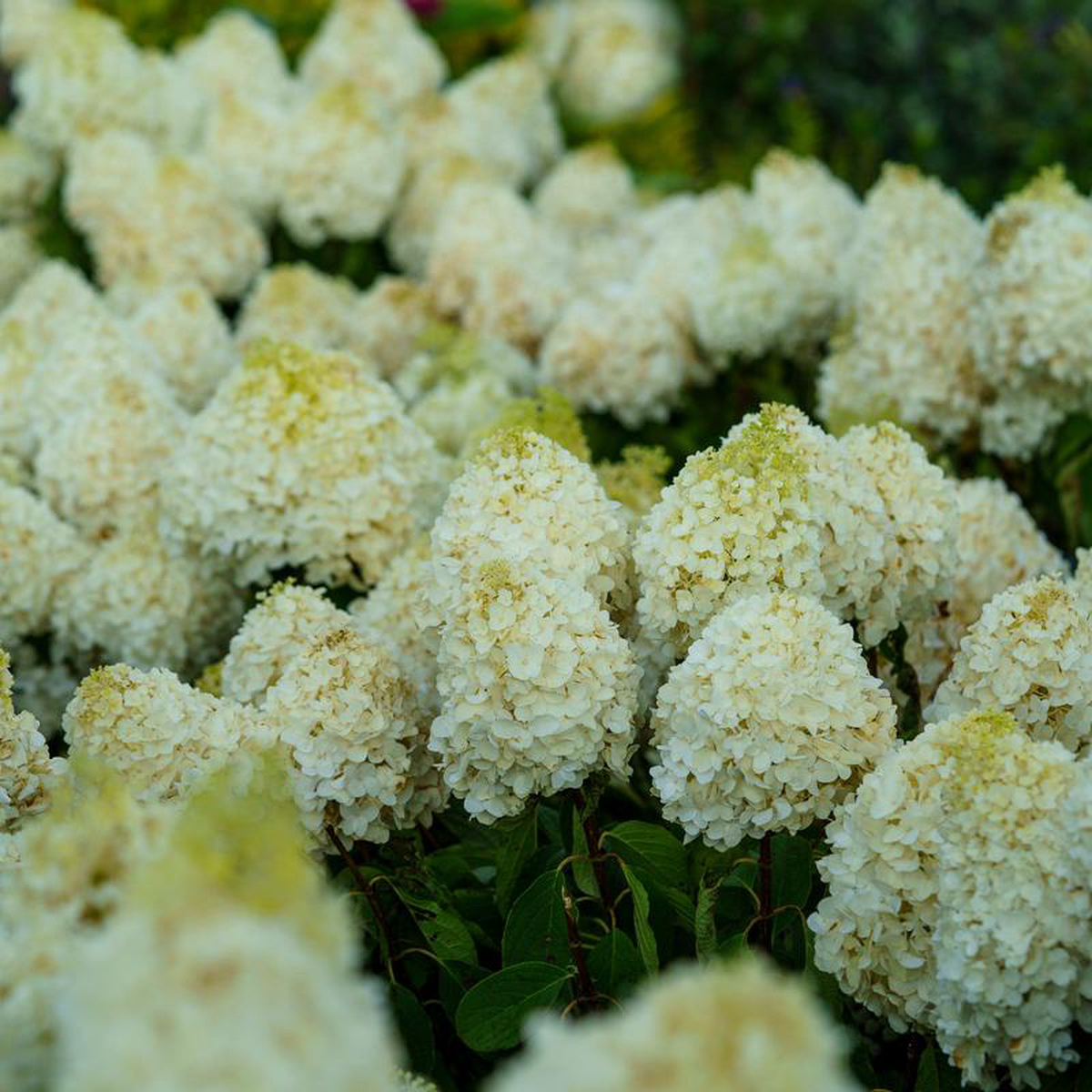 White Wedding Panicle Hydrangea 7 Gallon