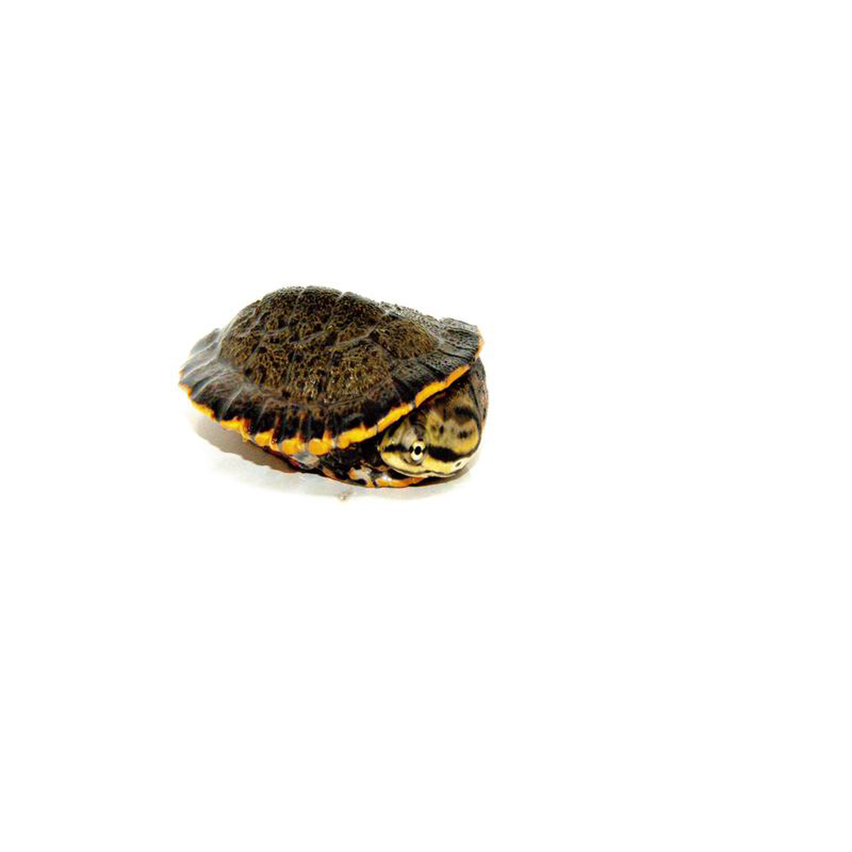 Baby Geoffroy8217s Sideneck Turtle (Phrynops geoffroanus)