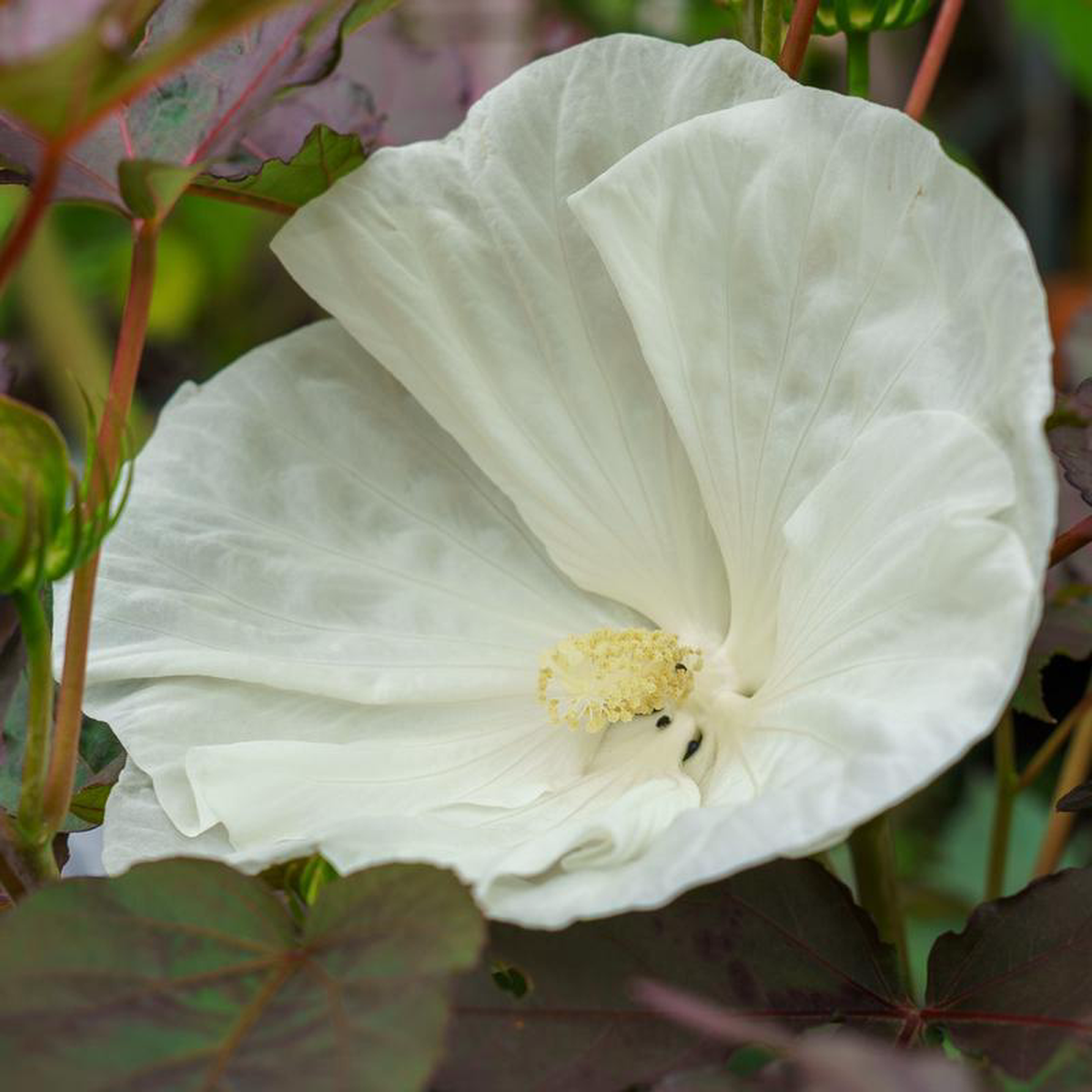 Cookies and Cream Hibiscus 2 Gallon