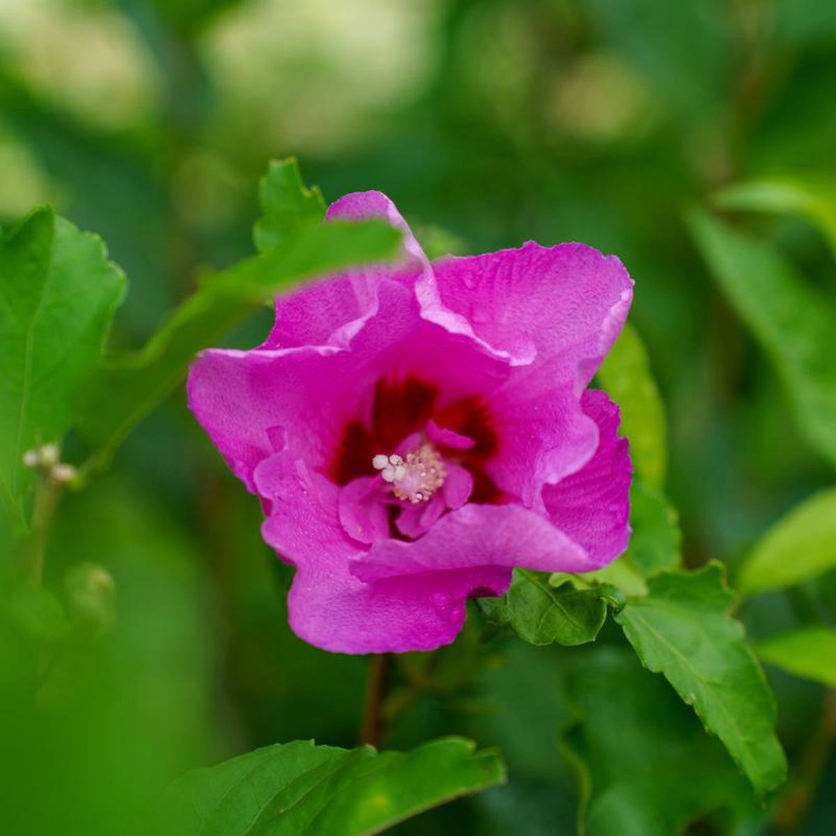 Tahiti Rose of Sharon 10 Gallon