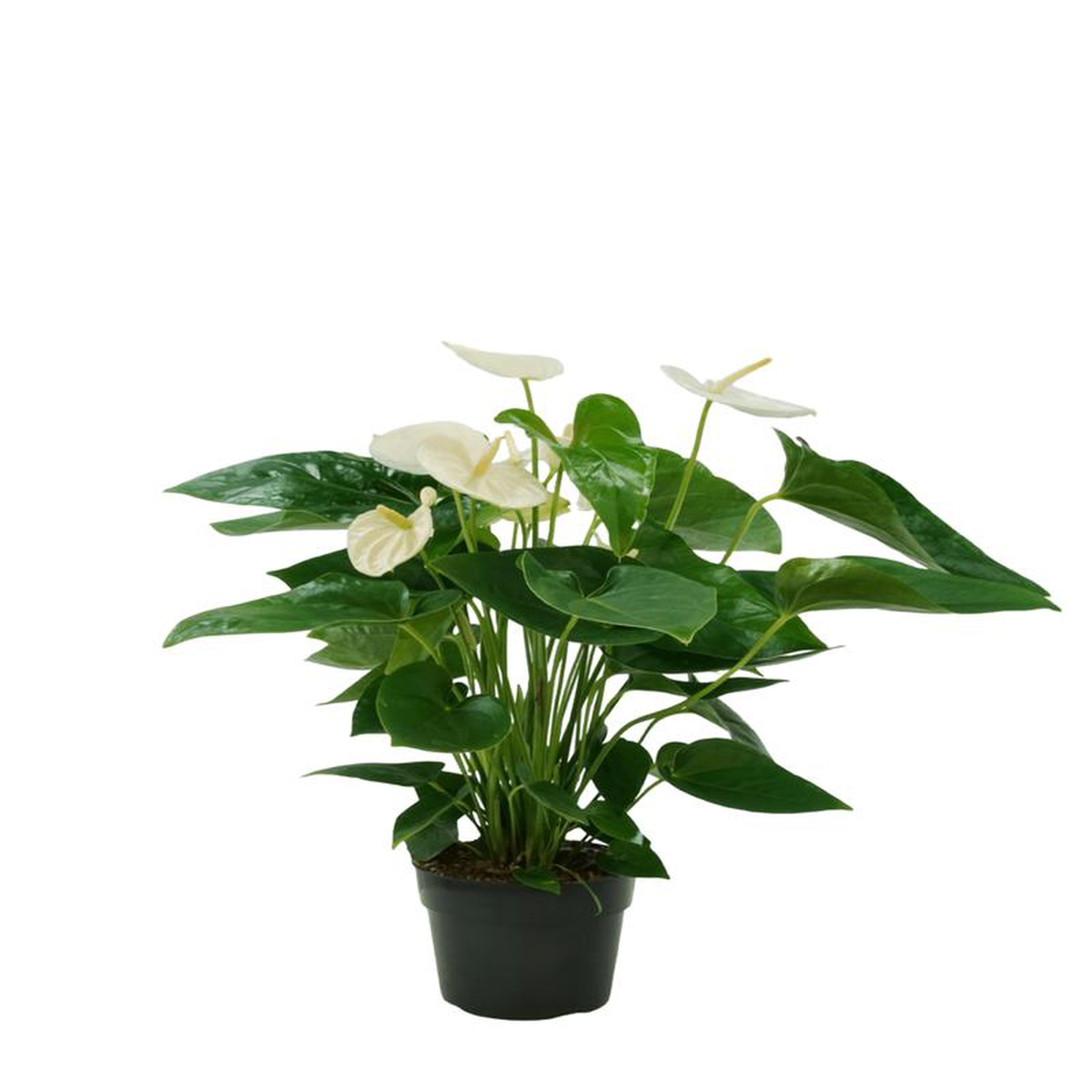Anthurium andraeanum 6 Inch Red