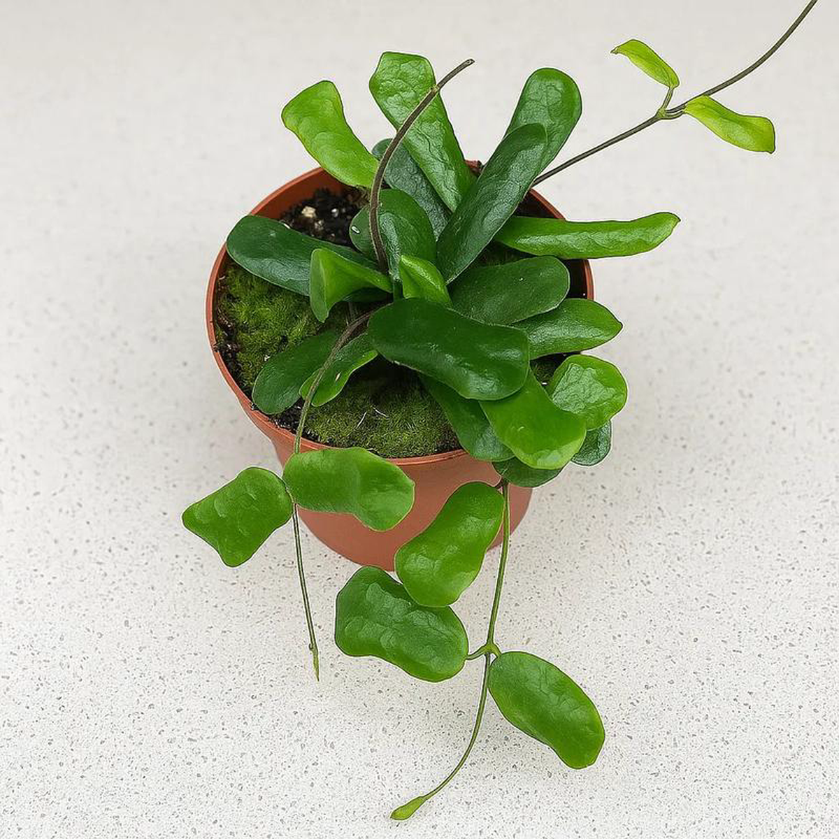 10 8211 15cm Hoya Rotundiflora House Plant 105 cm Pot