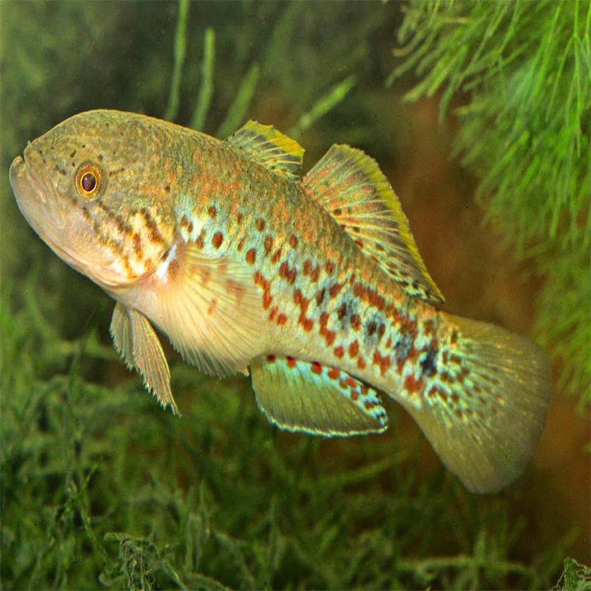 Gudgeon Purple Spotted
