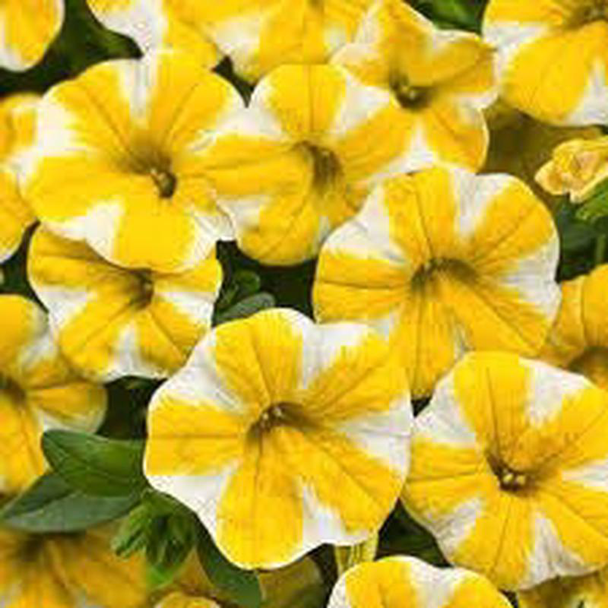 Calibrachoa 8216Lemon Slice8217 4 Inch