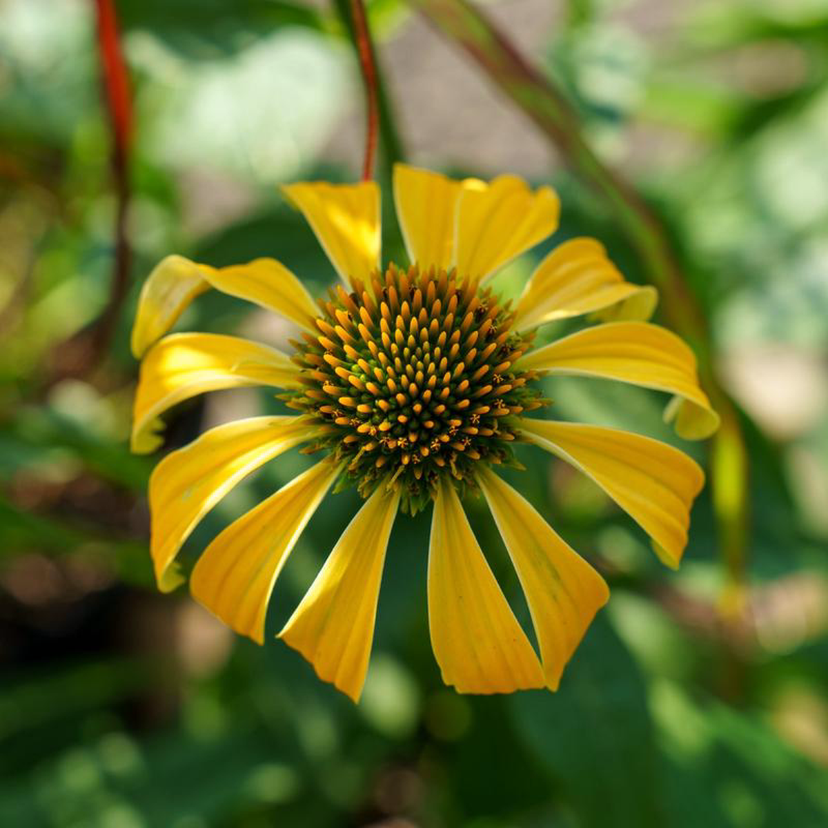 Cheyenne Spirit Coneflower Quart