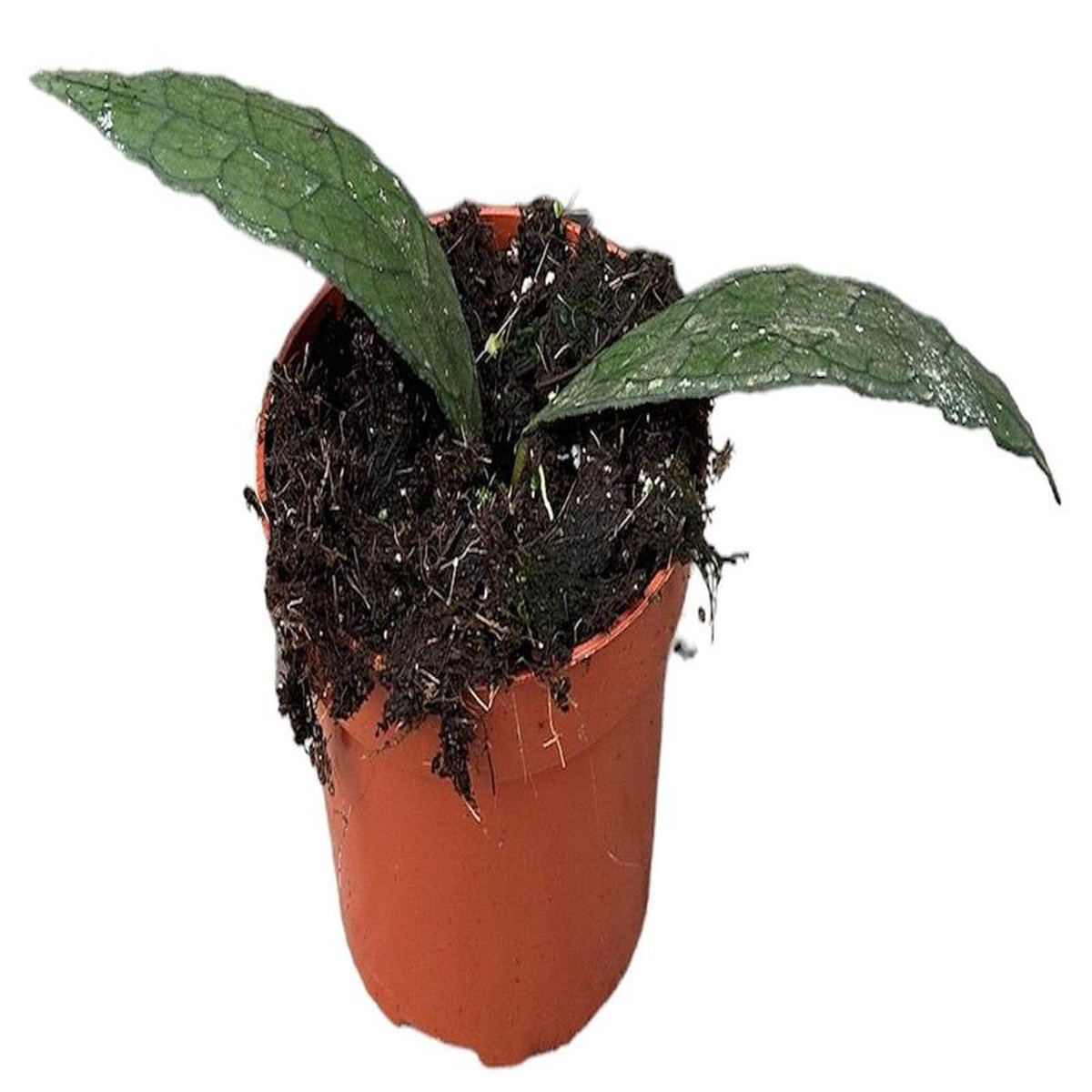 Hoya Clemensiorum Sumatra 105cm Pot 15cm Height House Plant