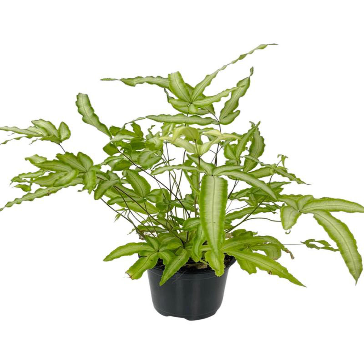 Pteris cretica 8216Albolineata8217 Quart