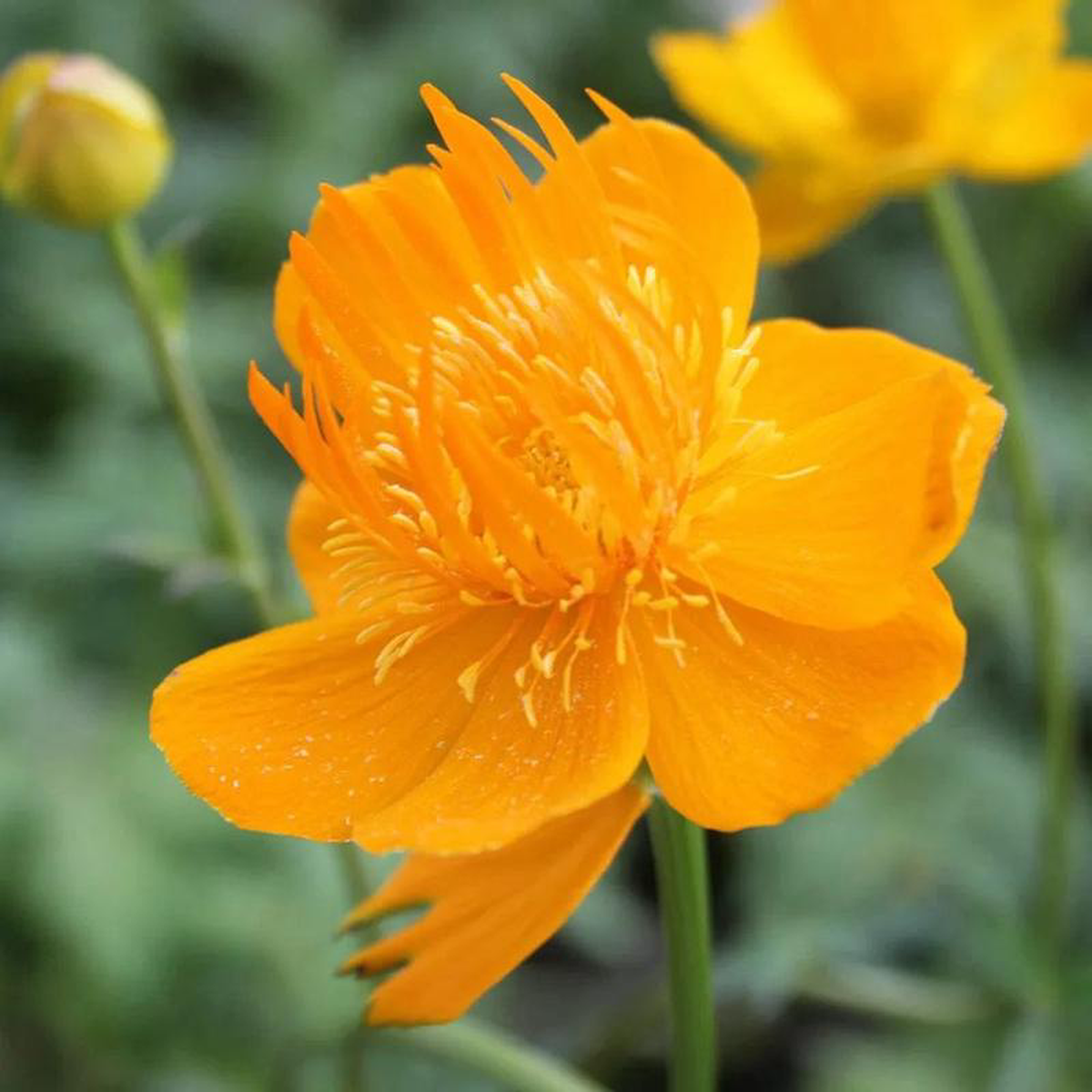 Trollius Chinensis Golden Queen Aquatic Pond Plant 9cm (3 Pack)