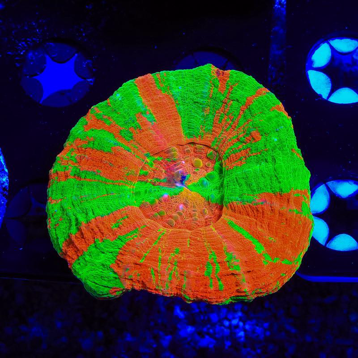 Ultra Bleeding Apple Scolymia Colony Coral