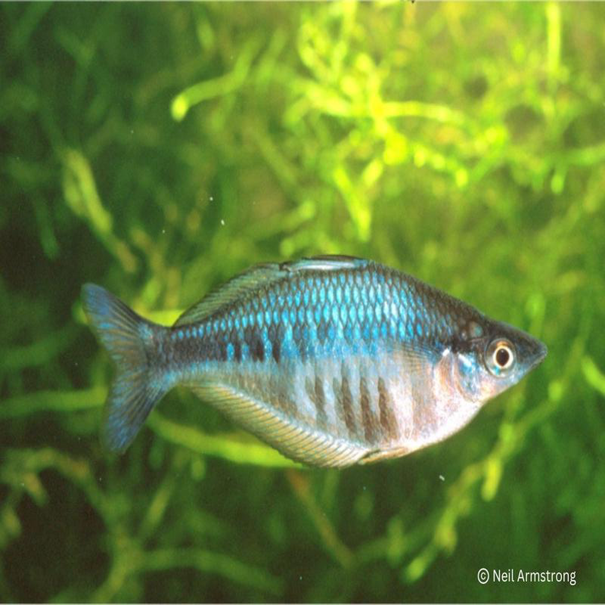 Axelrods Rainbowfish 8211 CAxelrodi