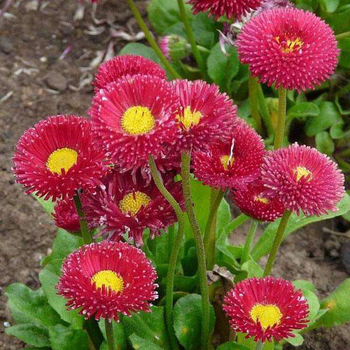 Bellis Perensis Daisy Red 8211 Flower Seeds