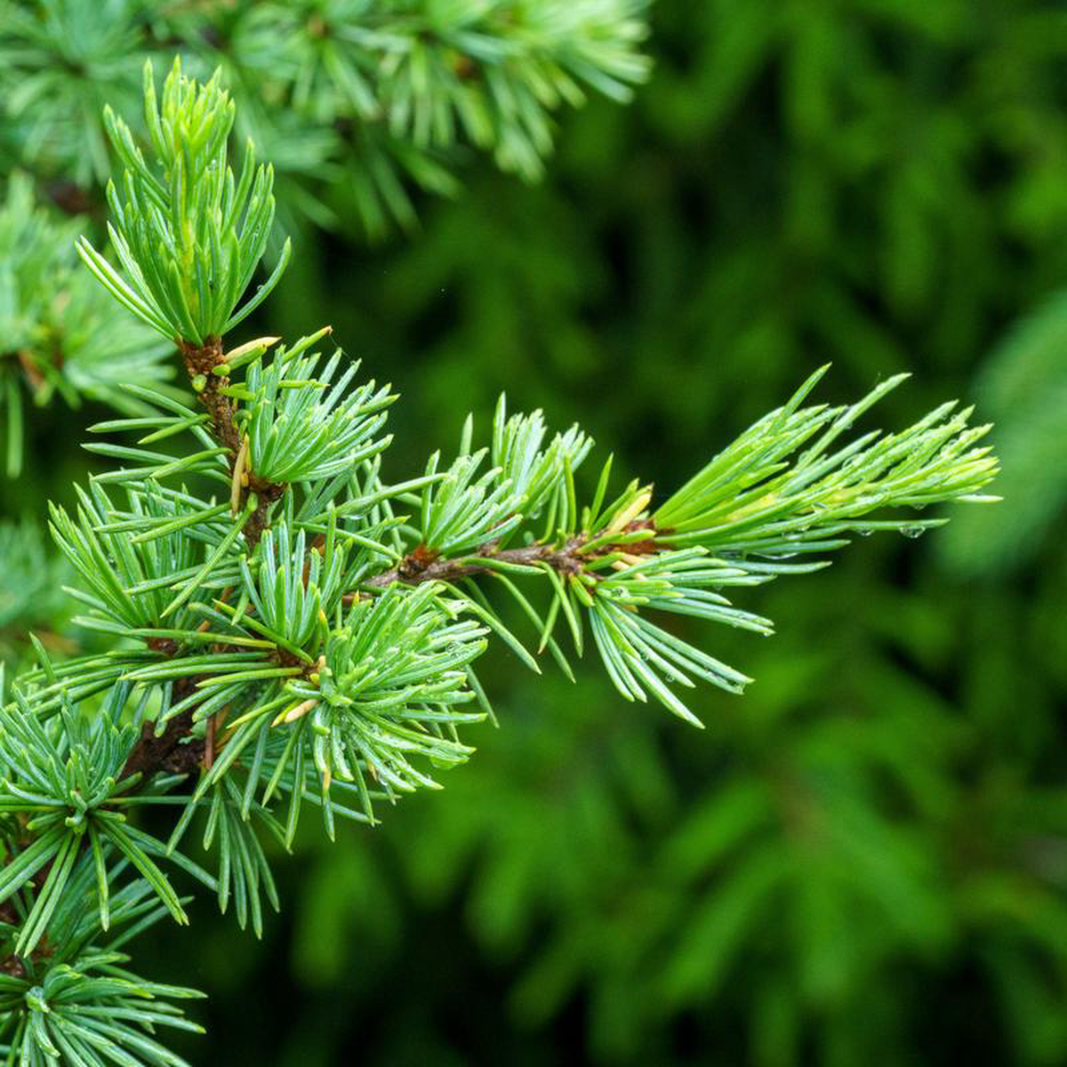 Columnar Blue Atlas Cedar 5 foot B038B