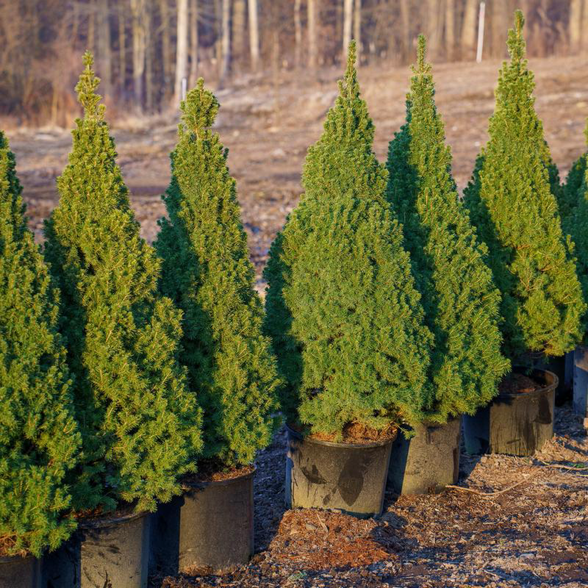 Dwarf Alberta Spruce 58242 Container