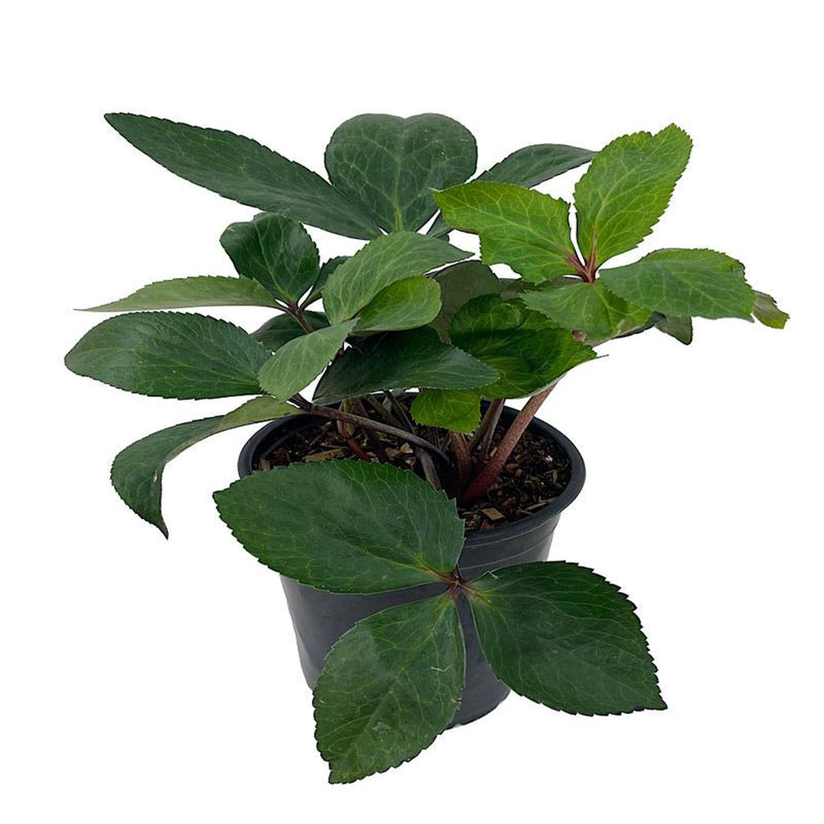 Helleborus Ice N Roses 8216Nightingale8217 1 Gallon