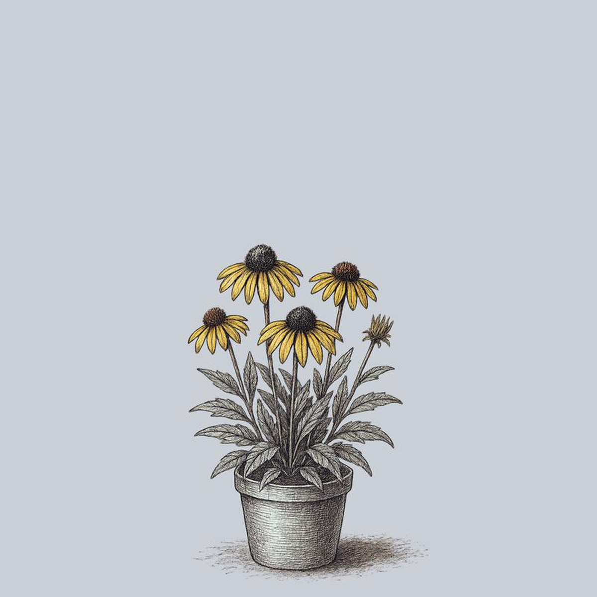 Sombrero Poco Yellow Coneflower 1 Gallon