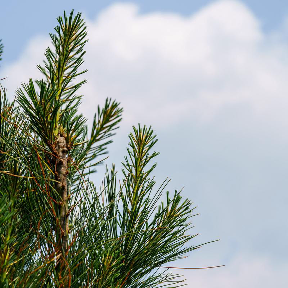 Stowe Pillar Eastern White Pine 10 to 10 foot B038B